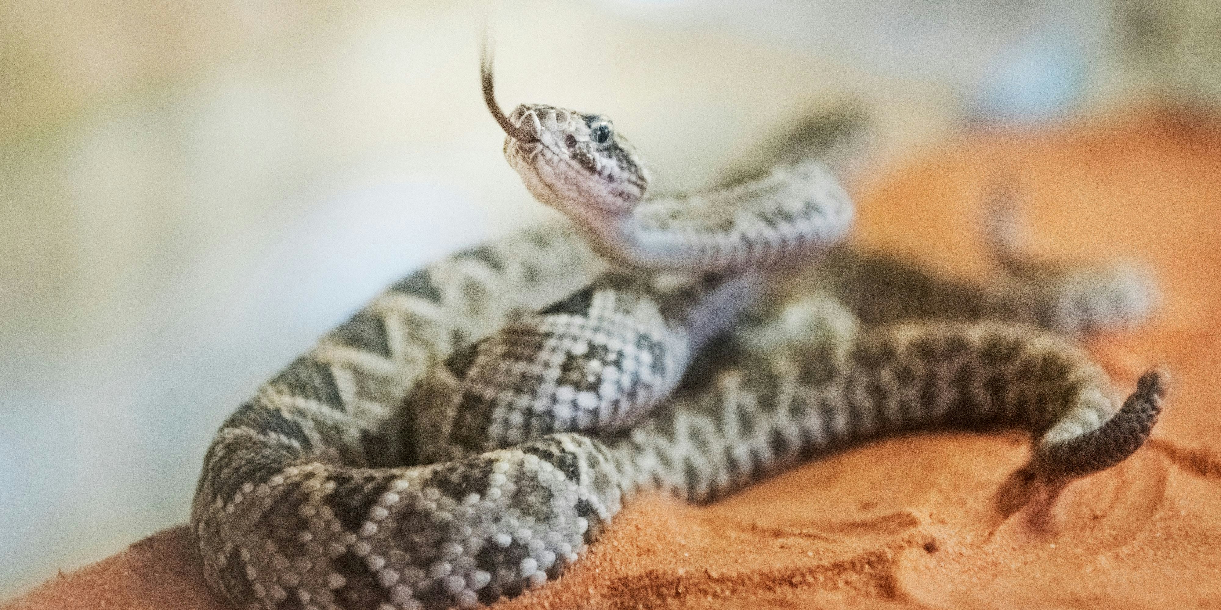 Beim Stöbern im Supermarkt entdeckte eine Kundin eine lebende Vipernatter zwischen dem Brokkoli.