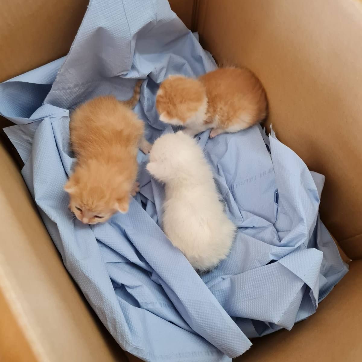 Die kleinen Katzen wurden einfach ihrem Schicksal überlassen.