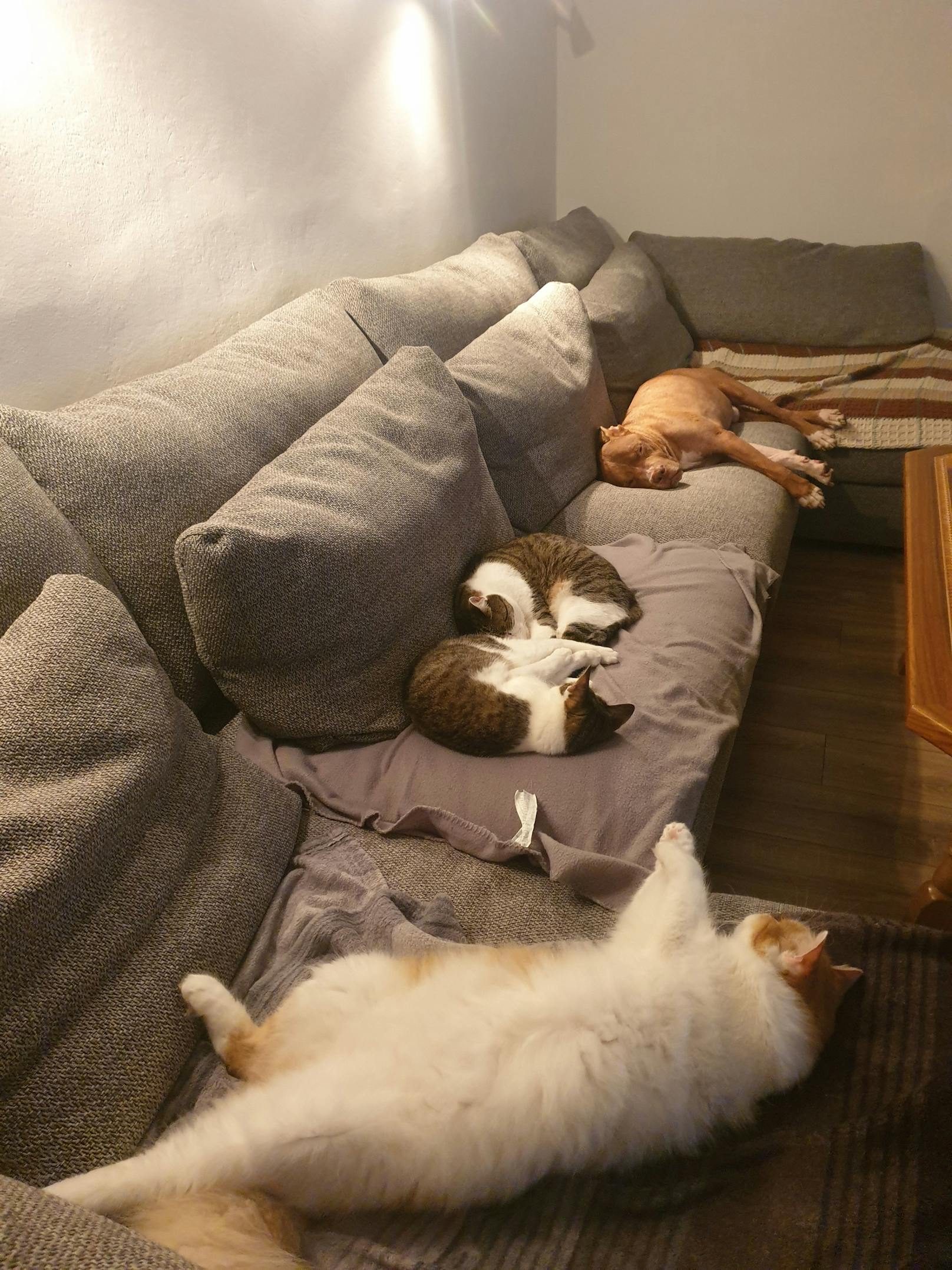 Charly beim Chillen mit seinen Katzenfreunden