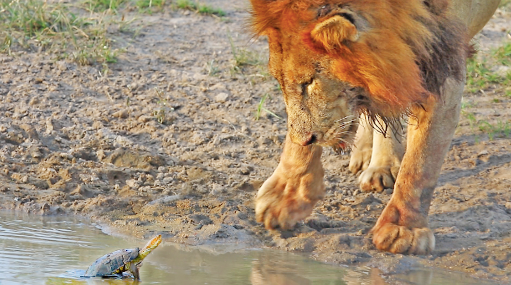 Dieser Löwe lässt sich tatsächlich von einer Schildkröte vertreiben.