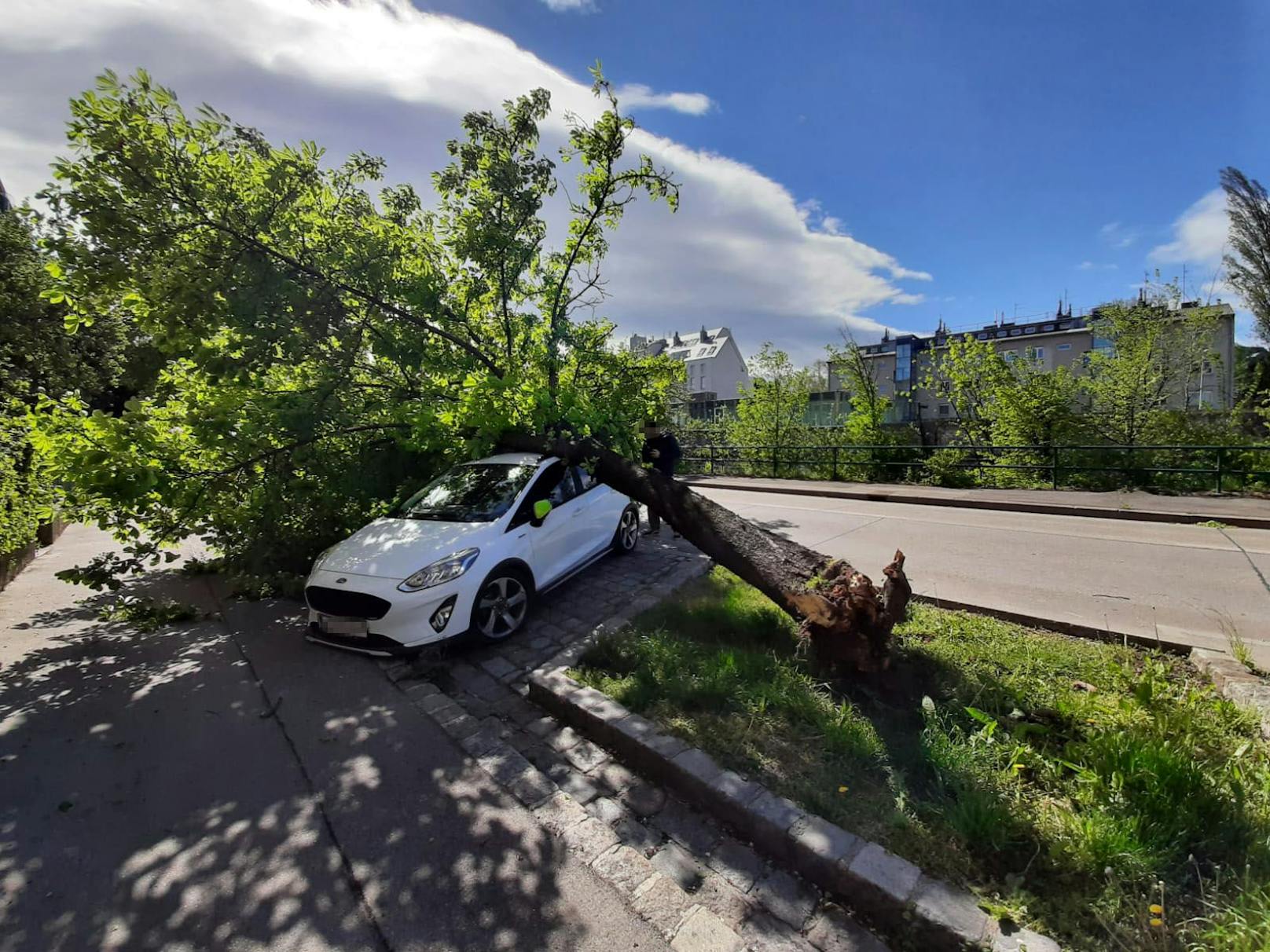 Sturmschäden in Wien: Bei der Hadikgasse wurde ein Baum entwurzelt.