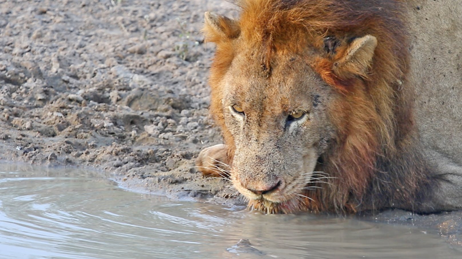 Als der König der Tiere seinen Durst ausgerechnet an ihrem Wasserloch stillen möchte, zeigt sie ihm, wer hier der Boss ist.