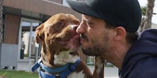Happy End für leidgeprüften Pitbull-Terrier Charly