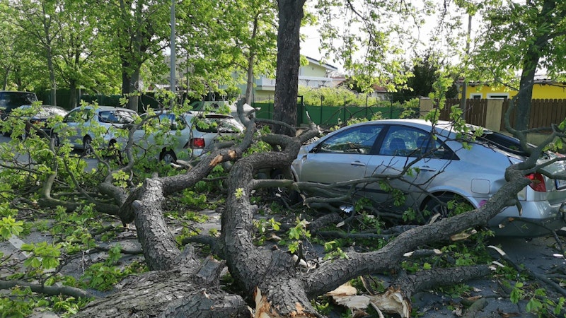 In der Stadionallee wurden durch herabfallende Äste mehrere Fahrzeuge beschädigt.