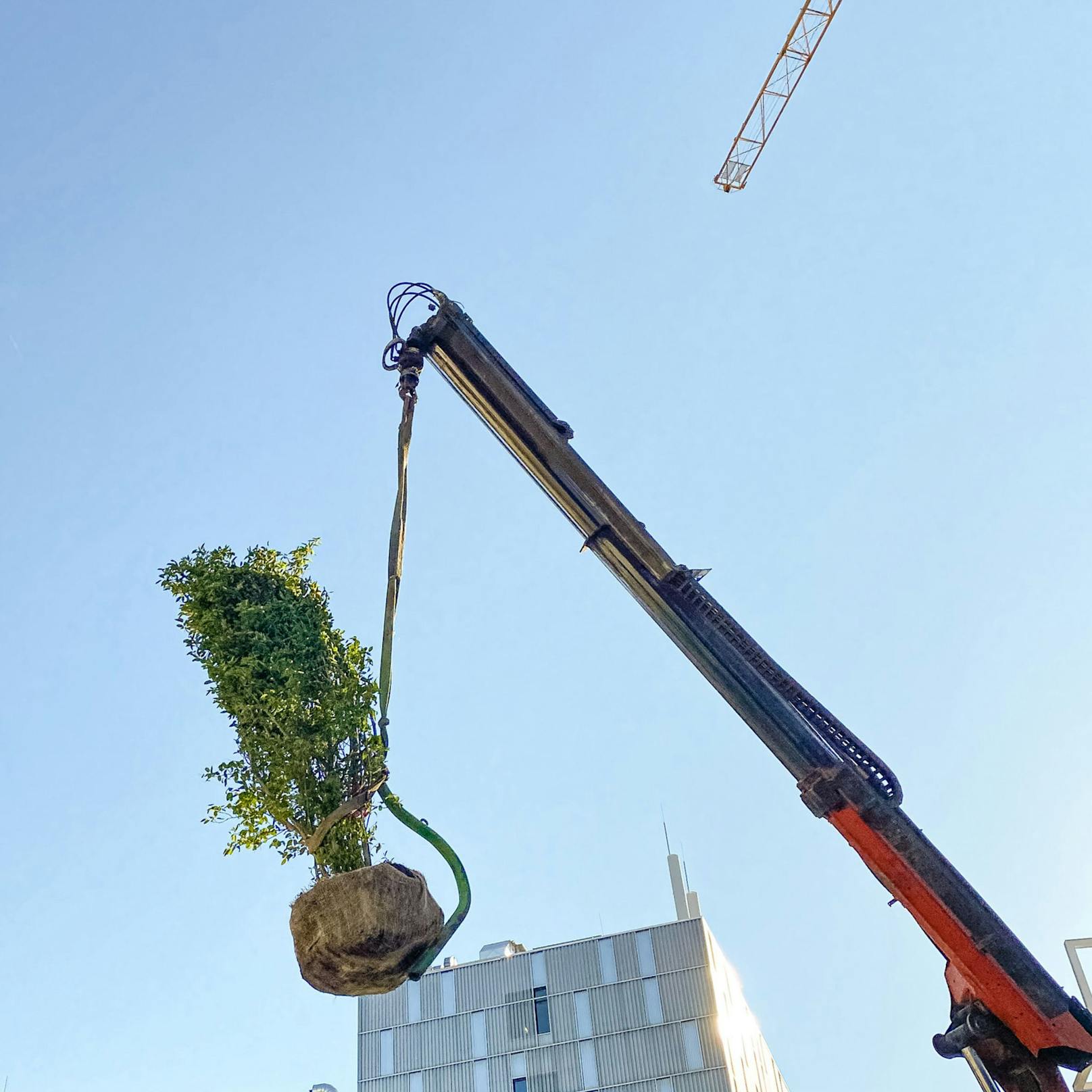 Zur Begrünung von Fassade und Dach des City-Ikea am Westbahnhof werden 160 Bäume und Sträucher mit dem Kran an ihren Platz gebracht.