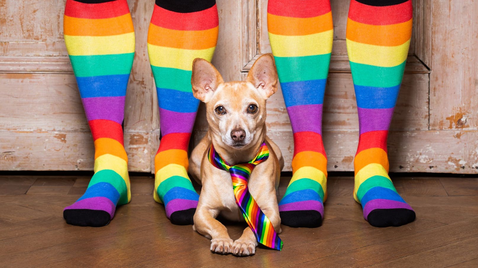 Können Hunde schwul oder lesbisch sein? 