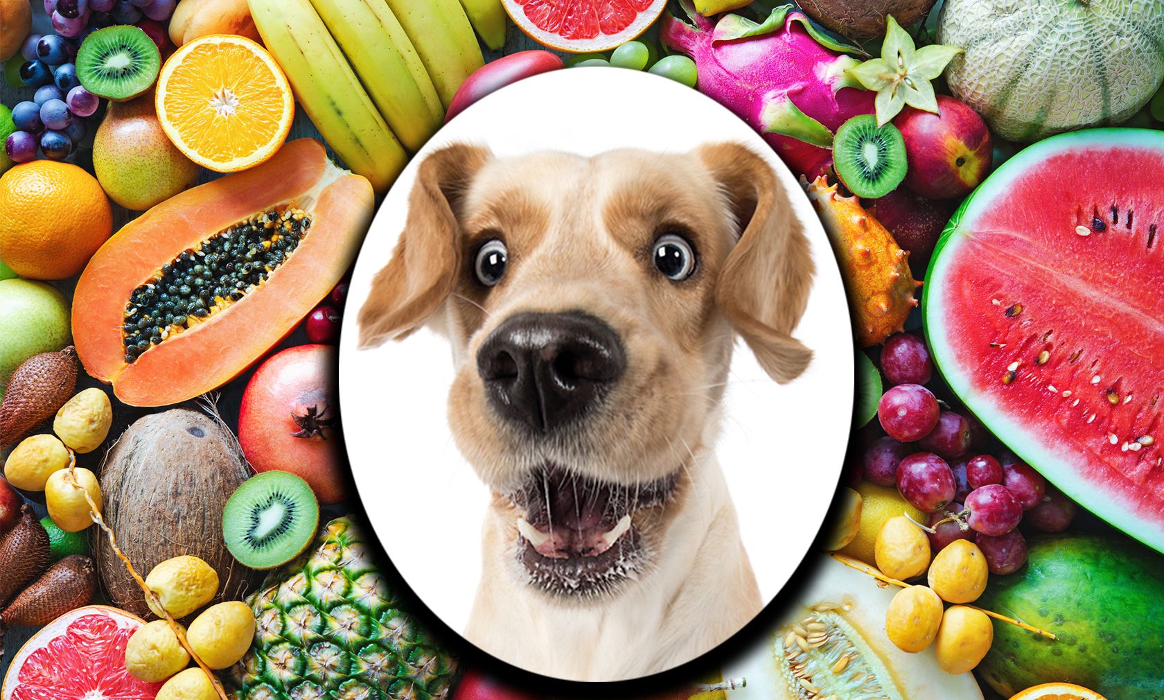 Welches Obst darf mein Hund denn fressen? Wir verraten euch die Top 10