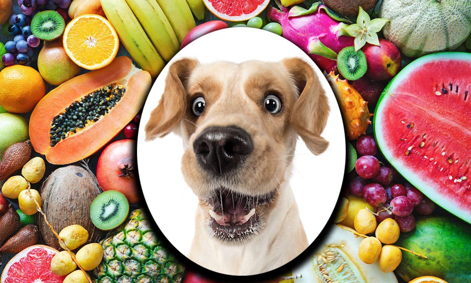 Welches Obst darf mein Hund denn fressen? Wir verraten die die Top 10