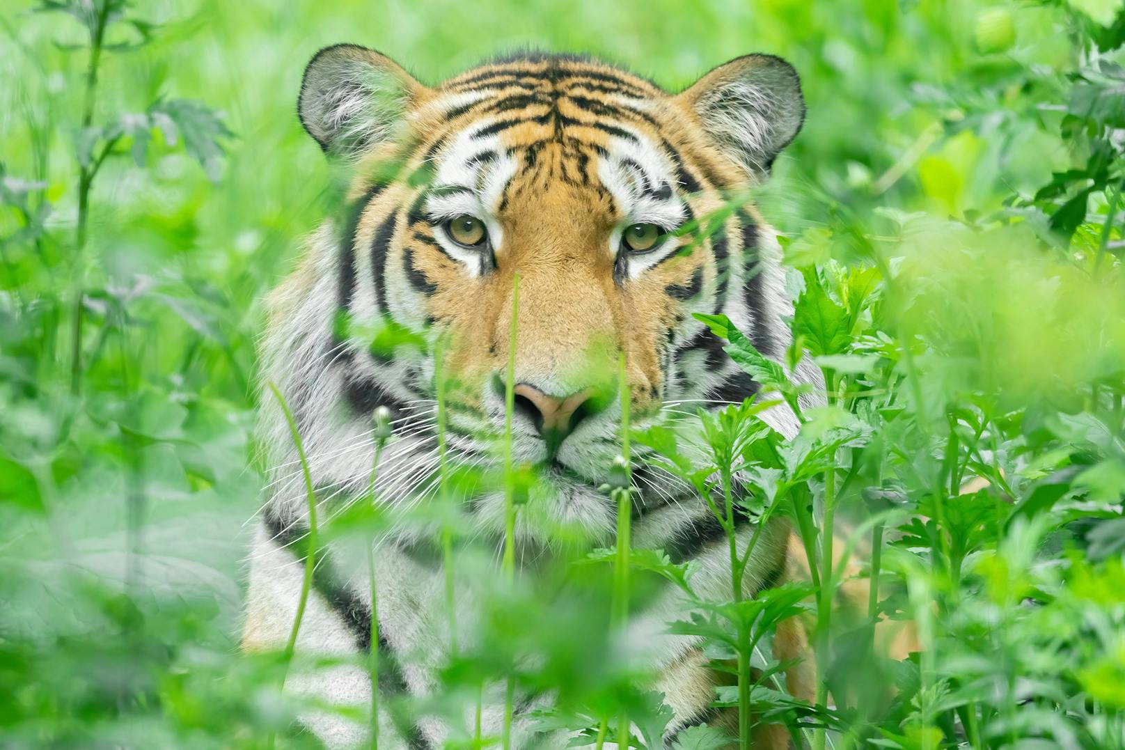 Neuer Tiger und Regeln im Tiergarten Schönbrunn