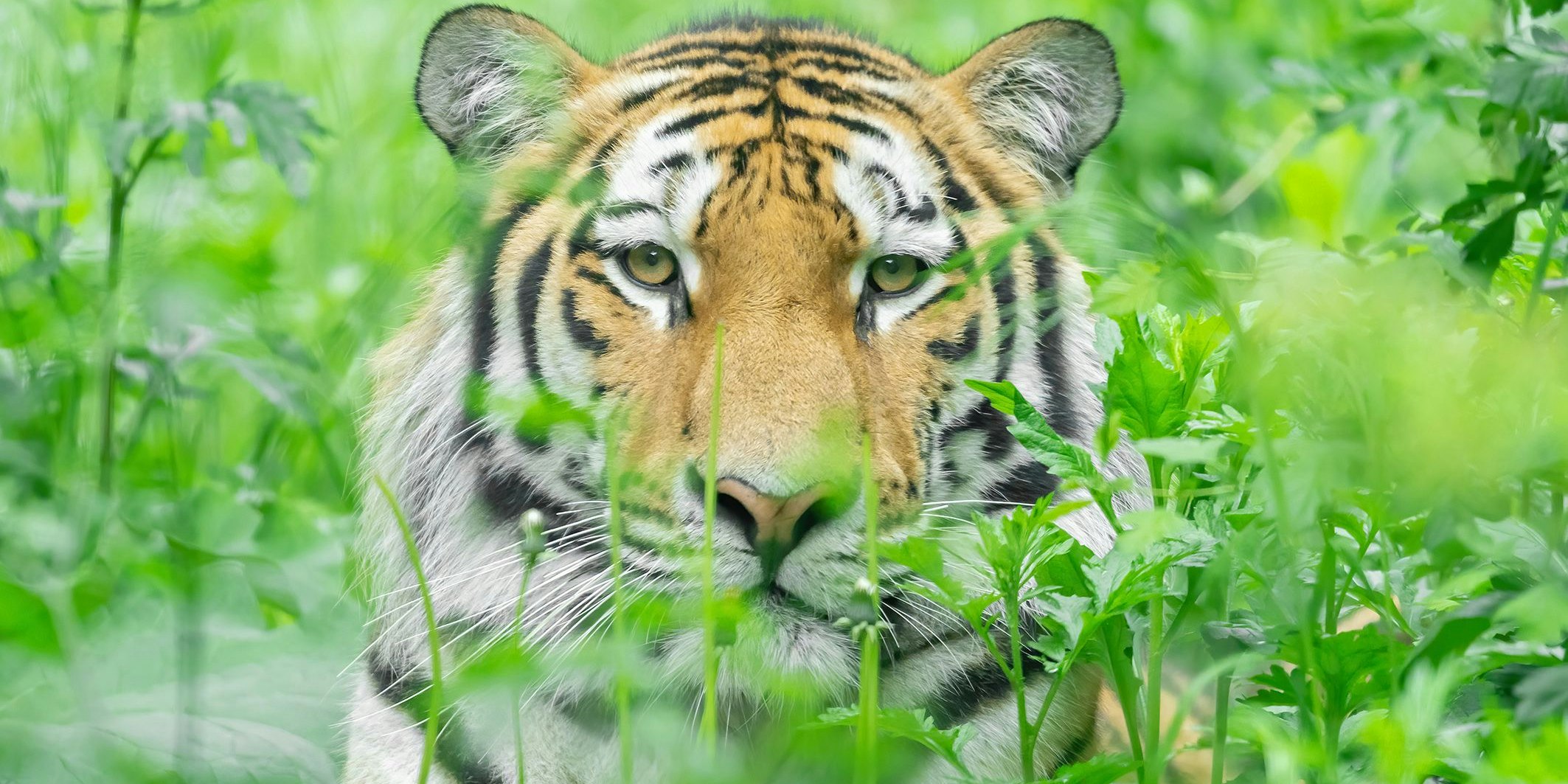 Tiger "Pepe" ist zwei Jahre alt.