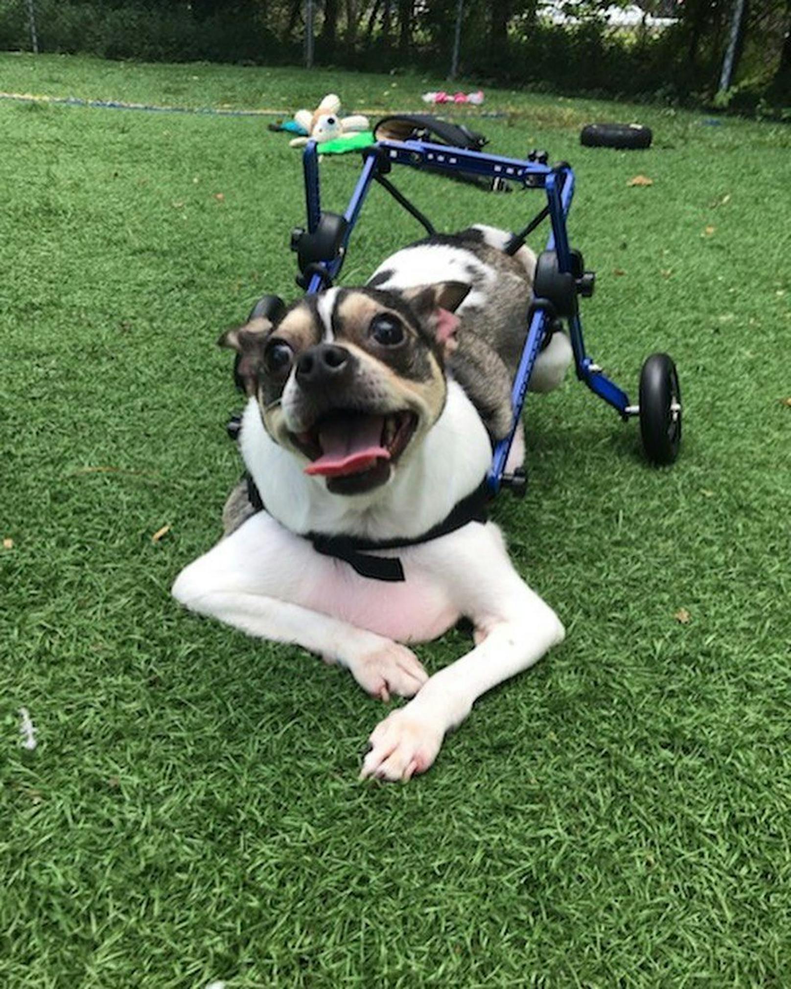"Stanley" ist gelähmt und kann sich ohne Rollstuhl kaum fortbewegen. 