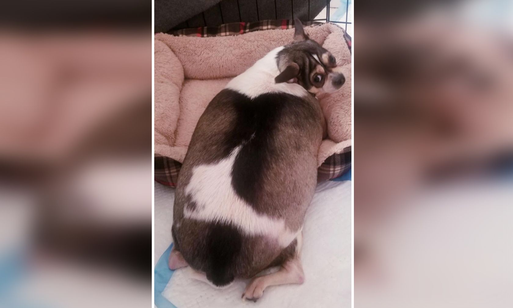 Der arme Chihuahua "Stanley" wurde mit Behinderung und einem viel zu hohem Körpergewicht einfach herzlos ausgesetzt. 