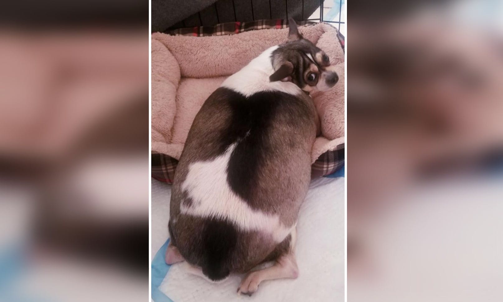 Der arme Chihuahua "Stanley" wurde mit Behinderung und einem viel zu hohen Körpergewicht einfach herzlos ausgesetzt. 