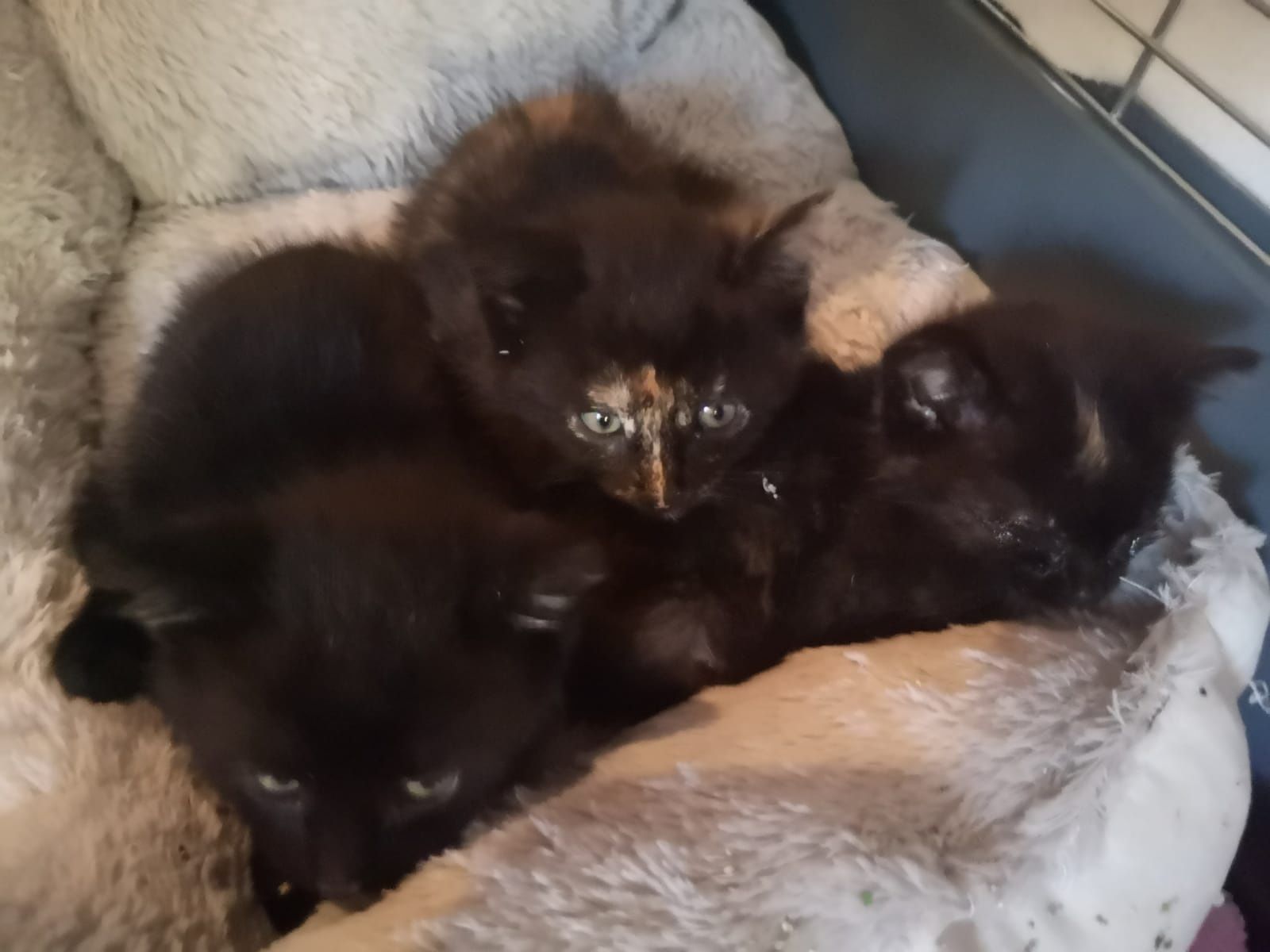 Die kleinen Kätzchen konnten gerade noh 