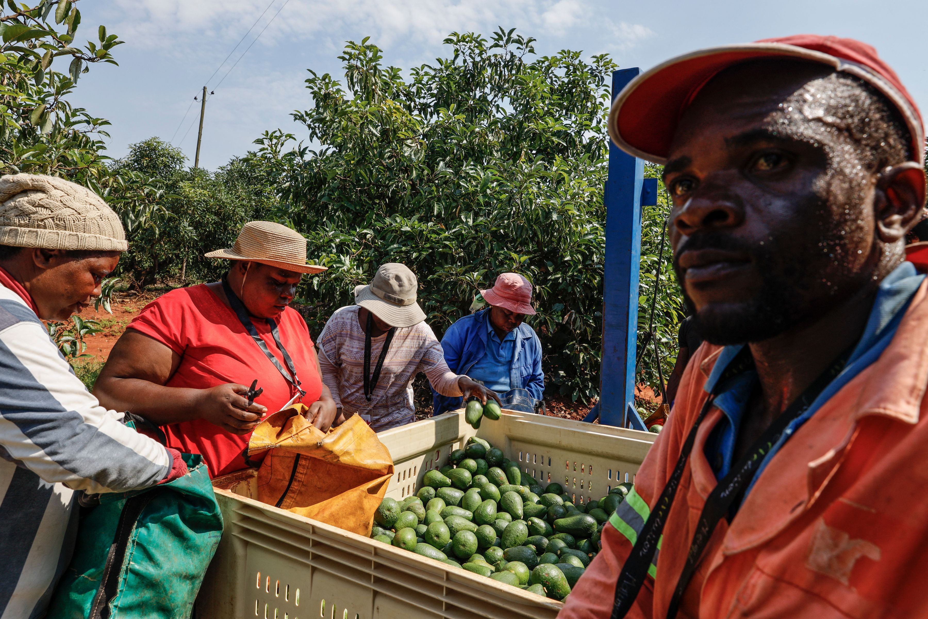 Download von www.picturedesk.com am 20.05.2021 (08:11).  Pickers work at the Afrupro avocado plantation in Tzaneen, on March 10, 2021. - Farmers around the quiet tropical town of Tzaneen are battling a scourge of avocado theft driven by booming global demand for the nutrient-rich fruit Faced with a growing frequency of avocado raids, farmers have invested heavily in fencing and private security. (Photo by Guillem Sartorio / AFP) - 20210310_PD13803 - Rechteinfo: Rights Managed (RM) Nur für redaktionelle Nutzung! Werbliche Nutzung erfordert Freigabe: bitte schicken Sie uns eine Anfrage.