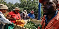 "Grünes Gold" – Avocado-Mafia plündert Bauern-Felder