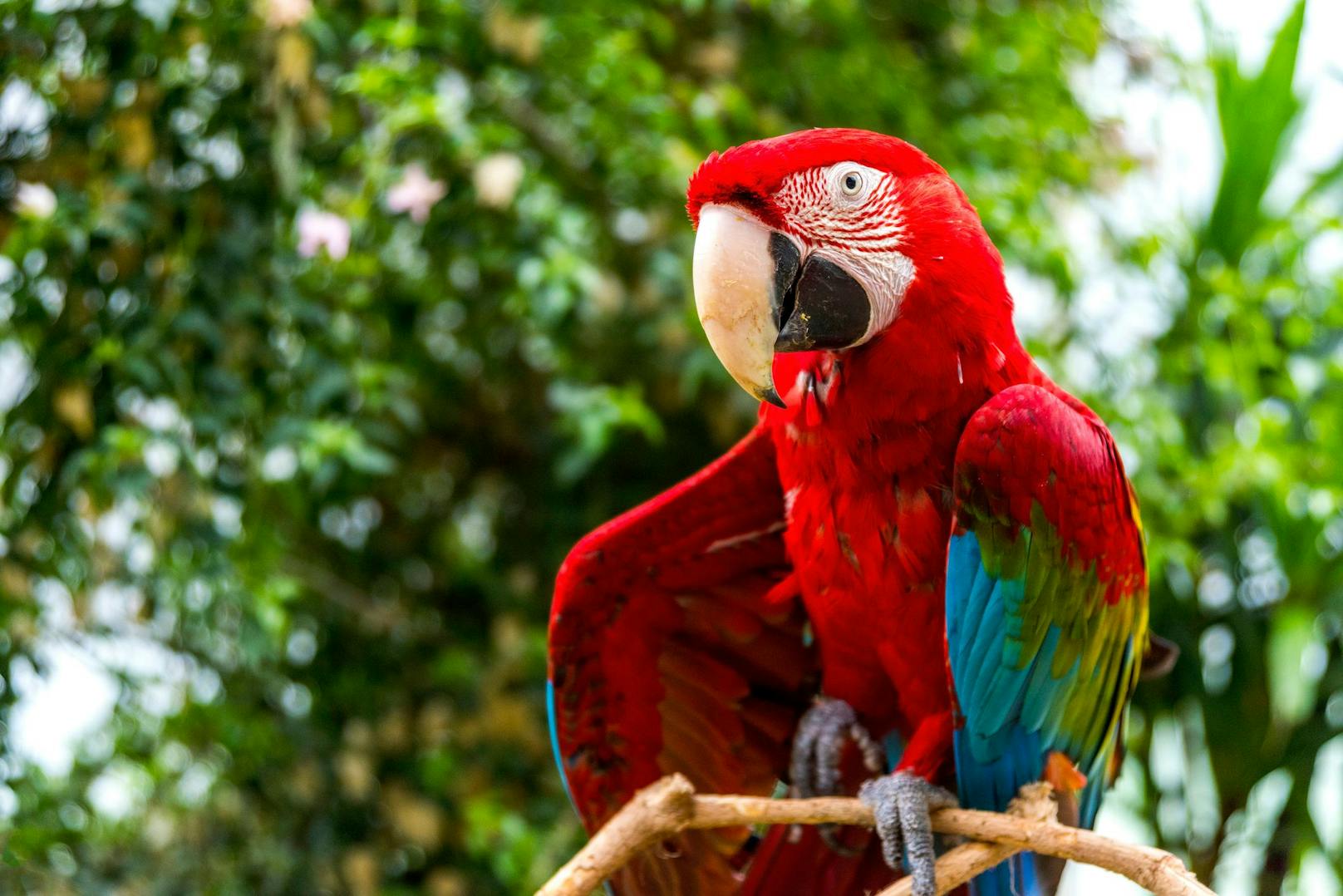 Papagei sechs Monate in Heizkeller gesperrt