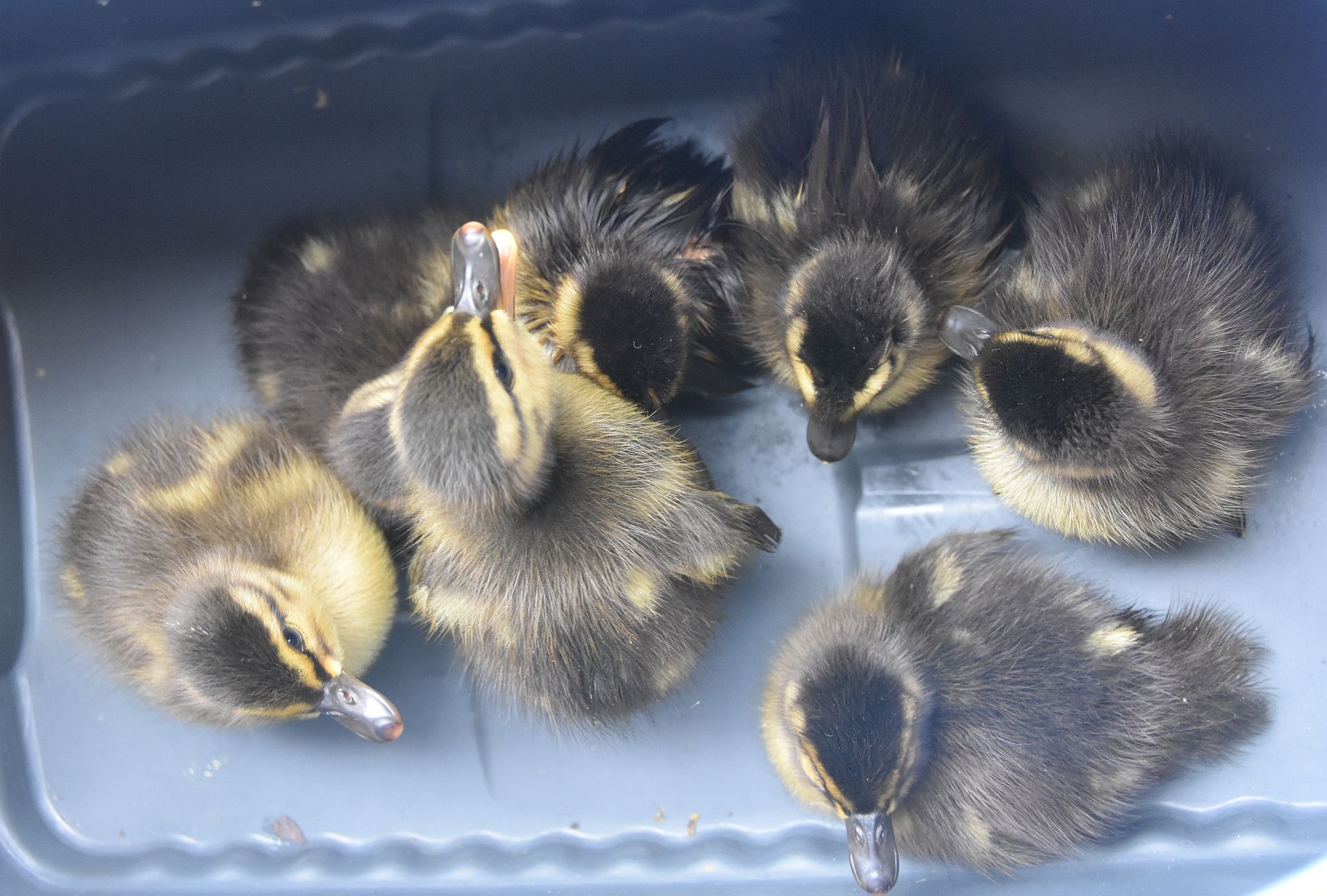 Die Suche gestaltete sich schwierig, aber der Einsatz glückte. 