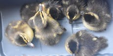 Feuerwehr rettet Baby-Enten aus Wiener Abflussrohr