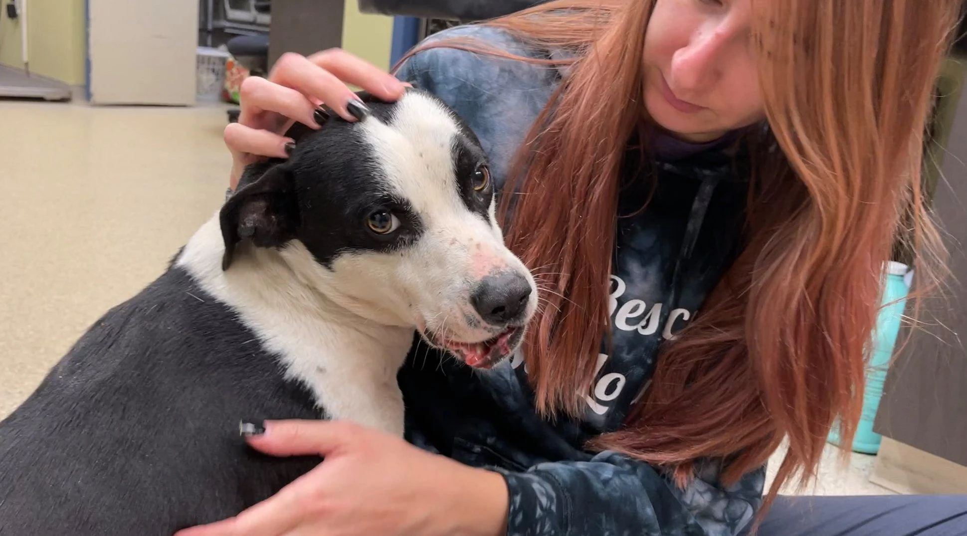 Wer tut sowas? Dem süßen "Duke" wurde ins Maul geschossen - worauf nun Knochenfragmente an beiden Seiten des Kiefers wandern. 