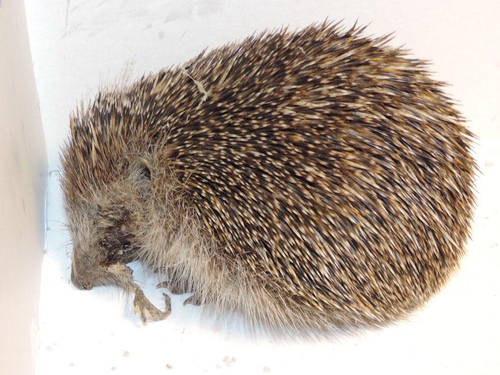 Teenager quälten einen Igel bis zum Tode. (Symbolbild)