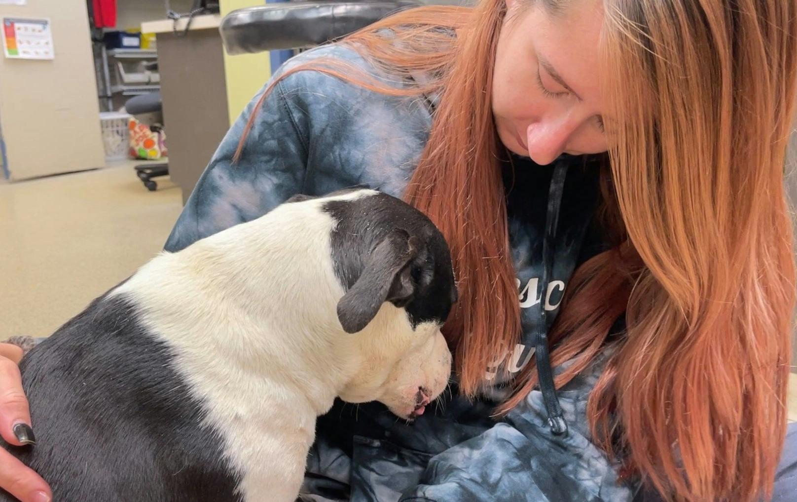 Die Tierschützer der Organisation "Stray Rescue of St. Louis" sind schockiert. "Duke" will eigentlich nur Liebe. 