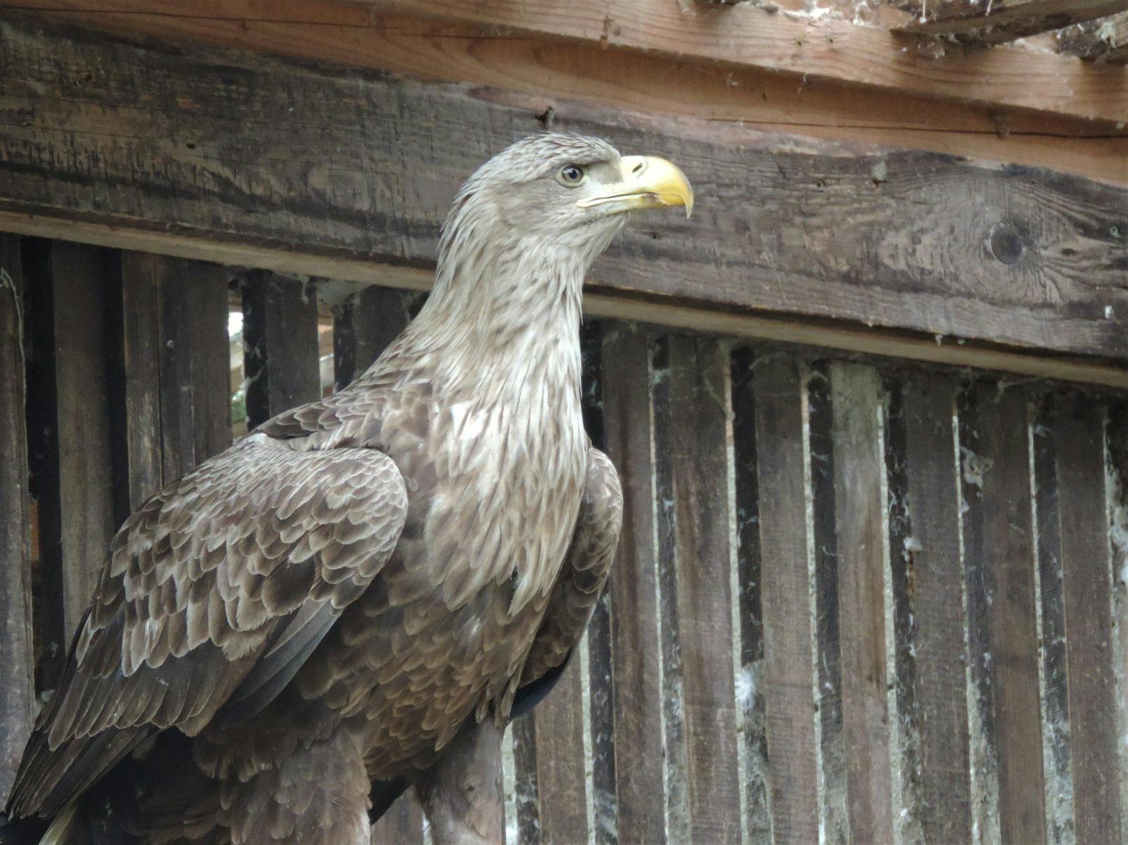 Der Seeadler erholt sich in der Eulen-und Greifvogelstation in Haringsee.