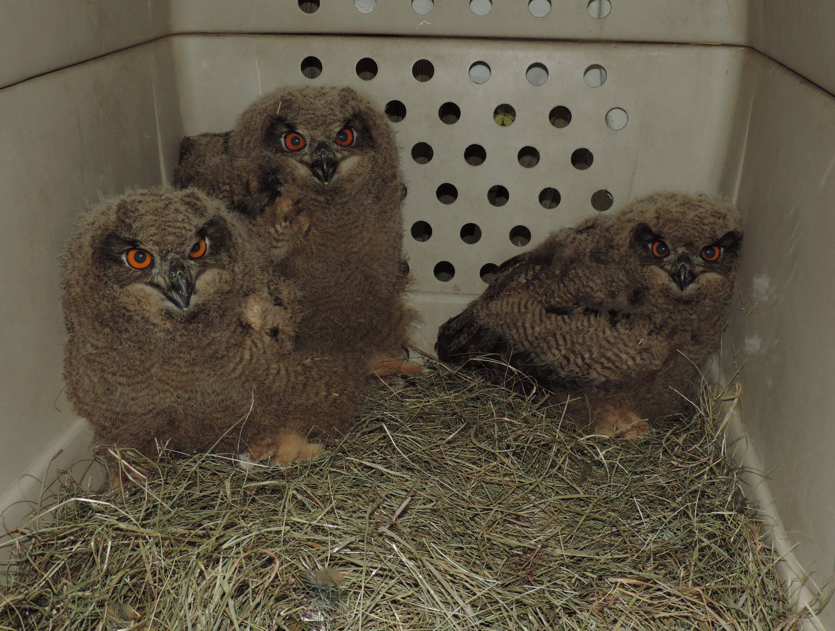 Die drei geretteten Uhu 