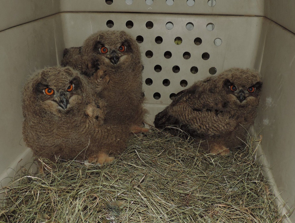 Die drei geretteten Uhu 