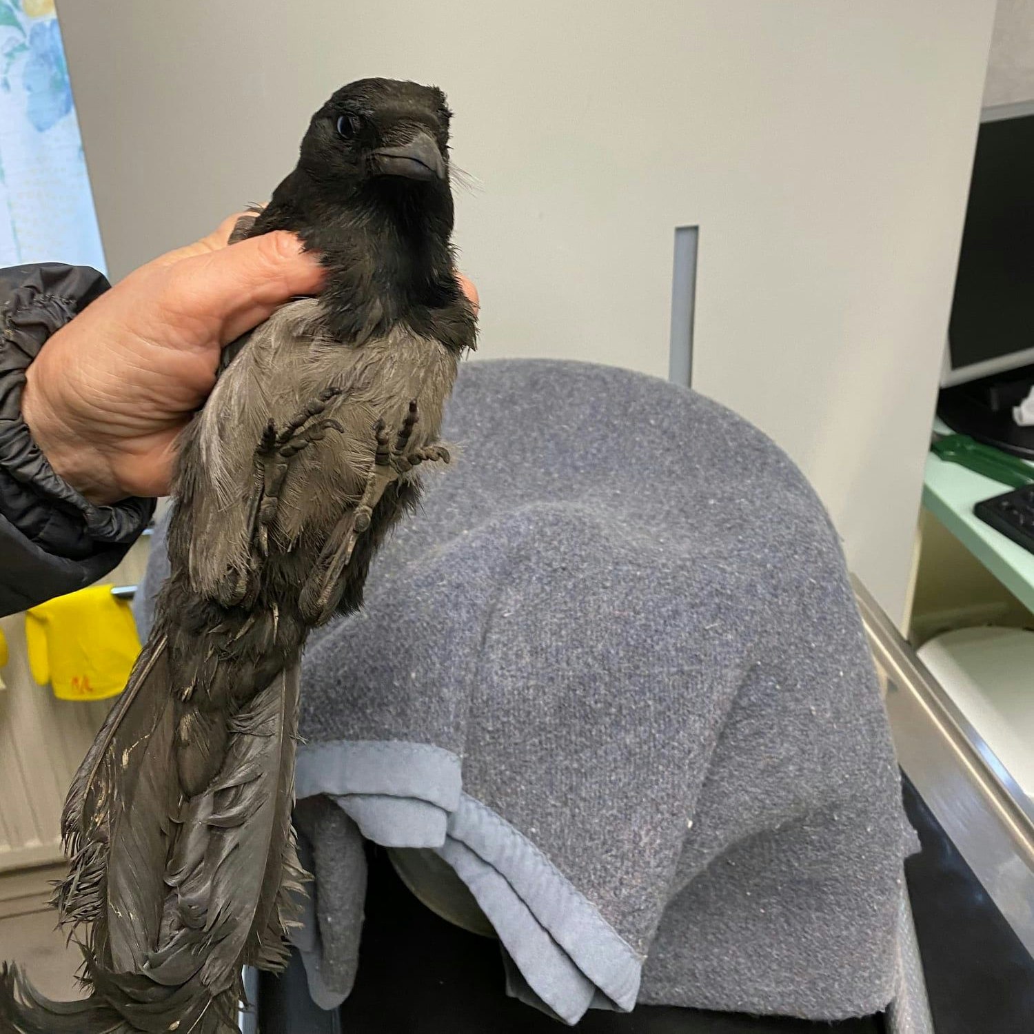 Der Vogel konnte von der Feuerwehr befreit werden.