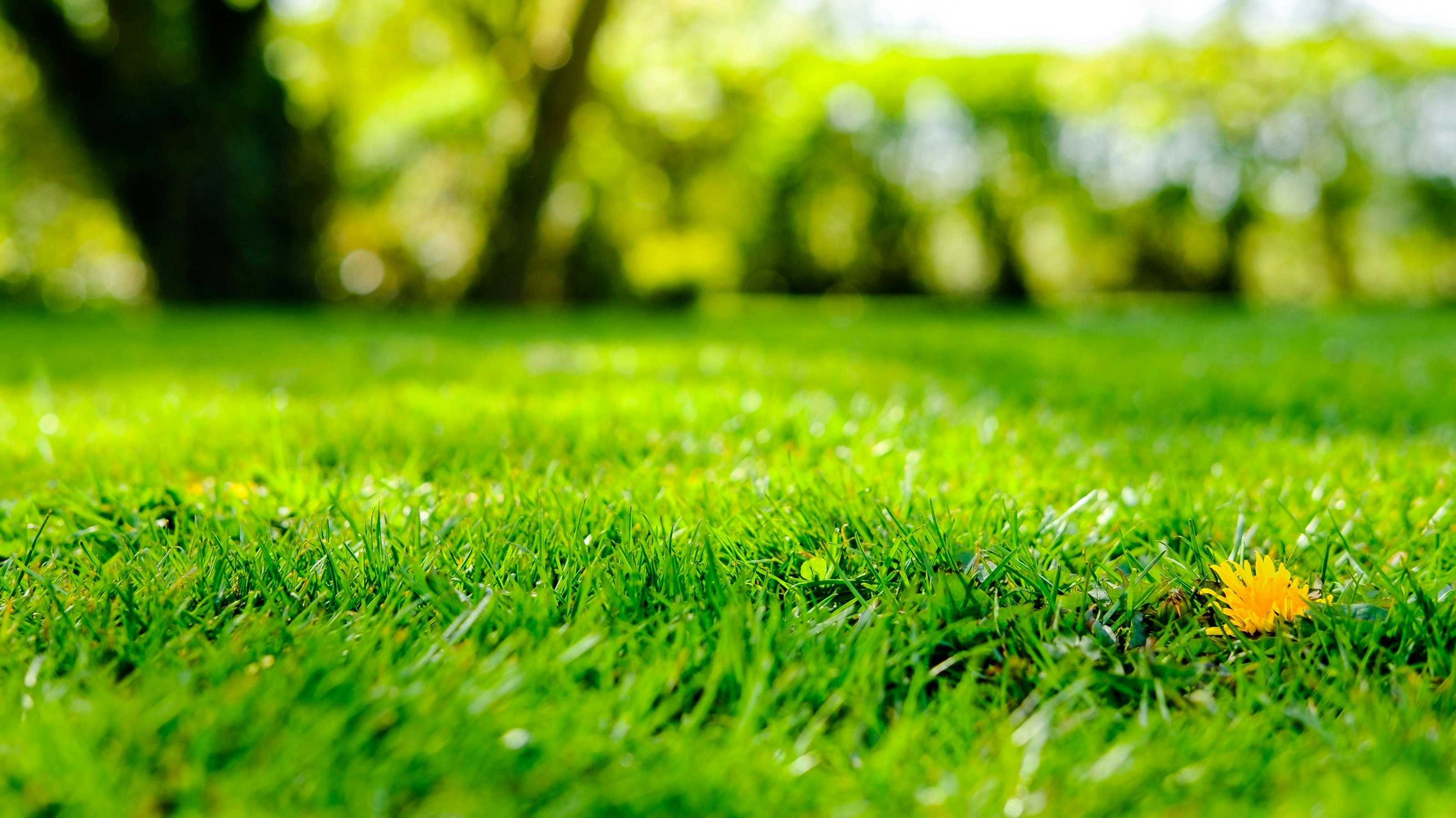 Die meisten Hobbygärtner träumen von einem vollen und sattgrünen Rasen.