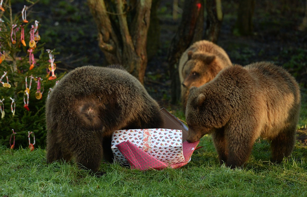 Braunbären im Londoner Whipsnade Zoo. (Archivbild)&nbsp;