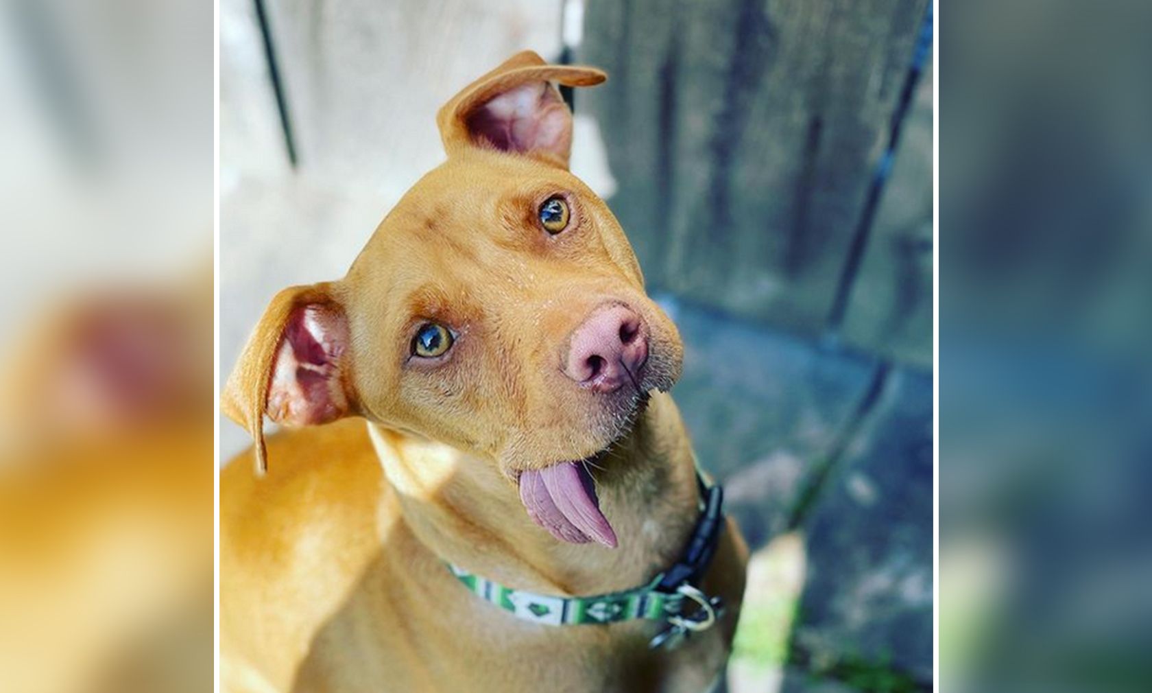 Dem süßen "Bud" musste aufgrund einer Infektion der halbe Unterkiefer entfernt werden. 