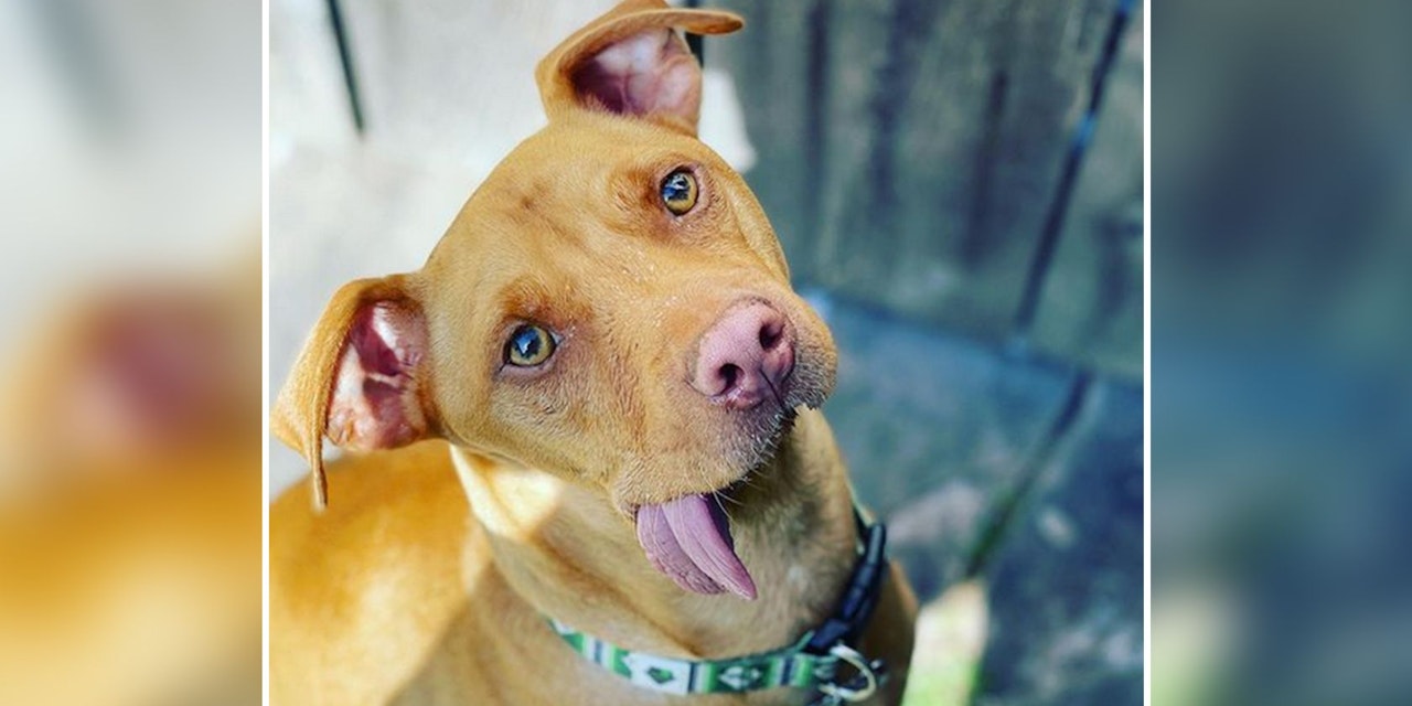 Hund ohne Unterkiefer bezaubert InstagramUser Haustiere heute.at