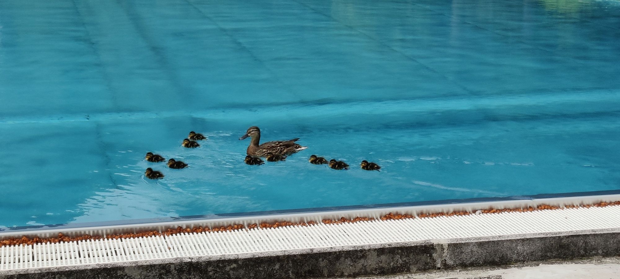 Entenfamilie im Neuwaldegger Bad in Wien-Hernals