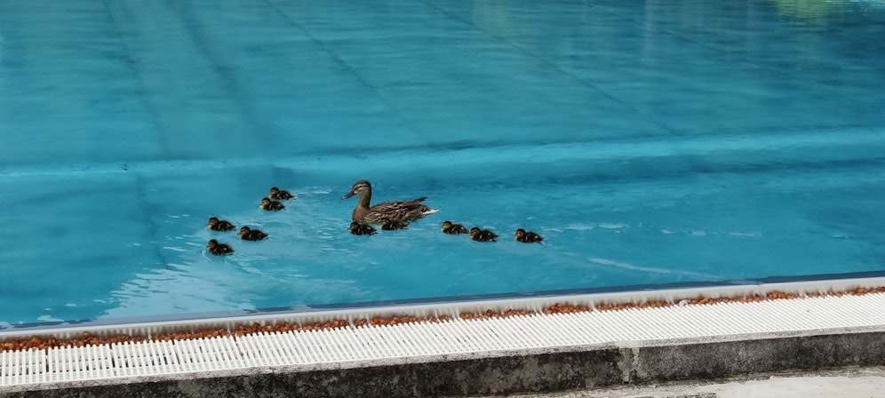 Entenfamilie im Neuwaldegger Bad in Wien-Hernals