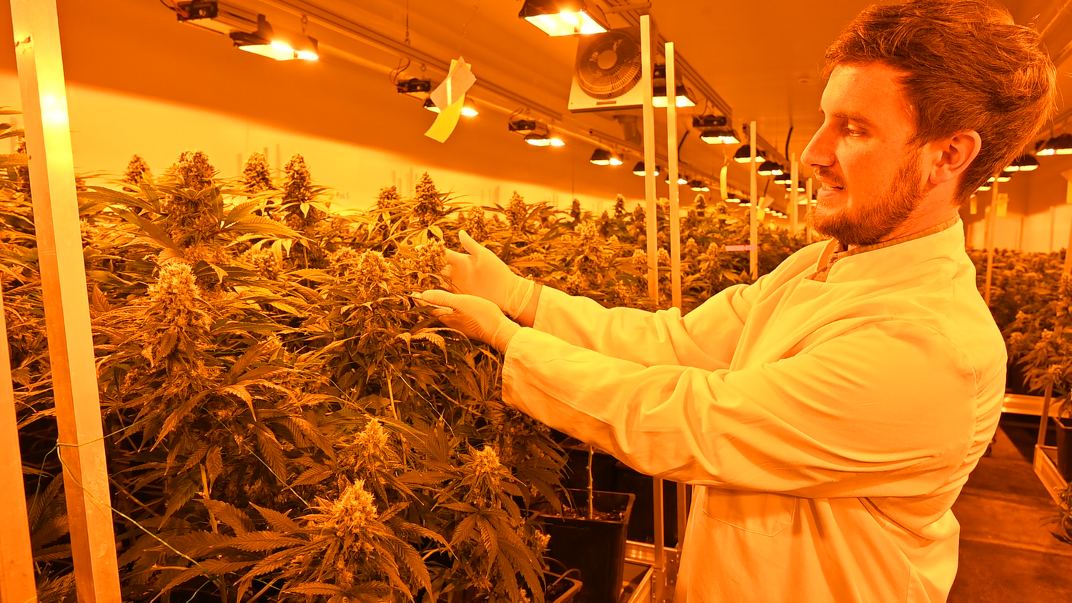 "Magu"-Betriebsleiter Laurin Suske zeigt reife Hanfblüten kurz vor der Ernte.