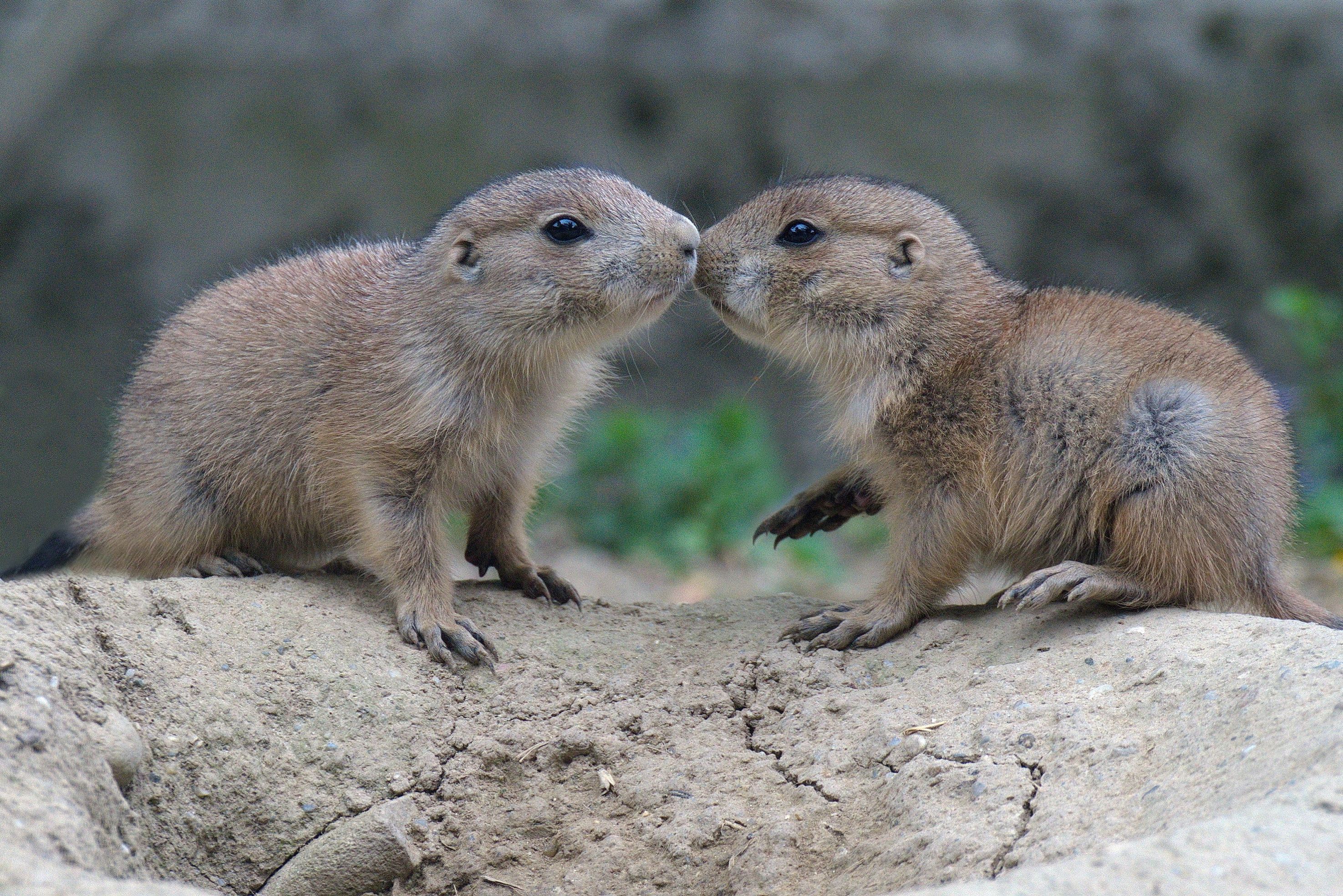 Der Tierpark Walding freut sich über Nachwuchs bei den Präriehunden.