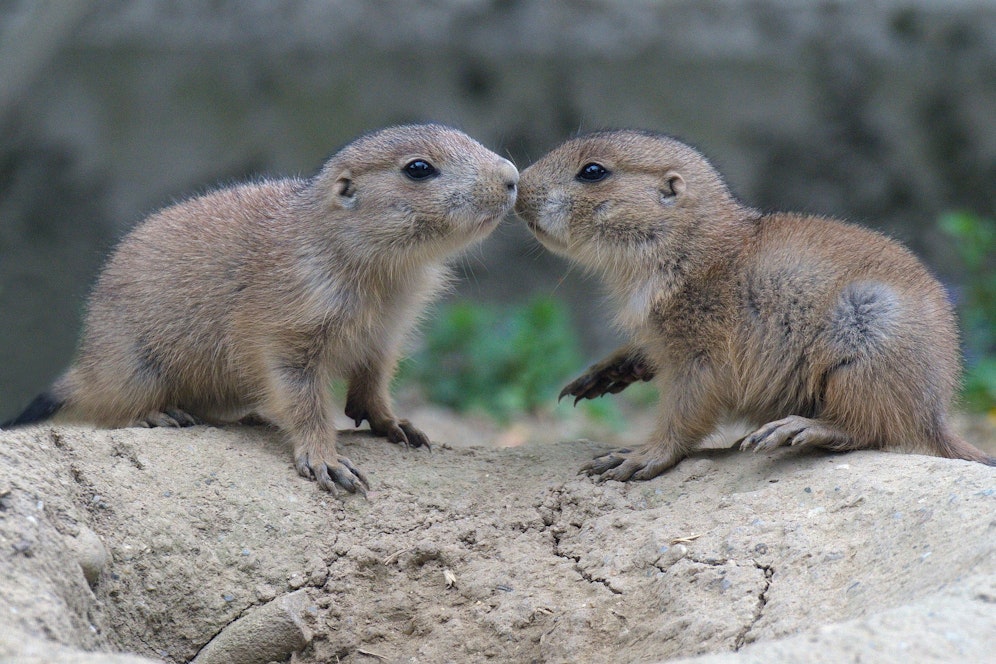 Der Tierpark Walding freut sich über Nachwuchs bei den Präriehunden.