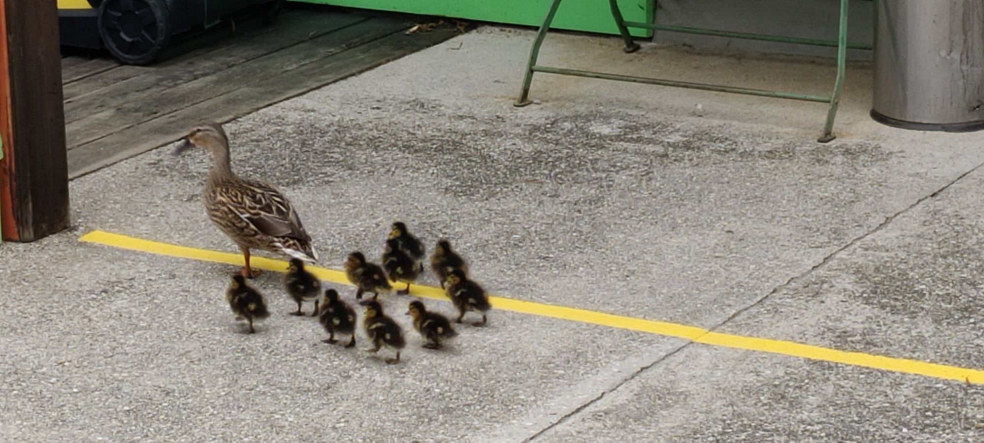 Entchen sind Stammgäste in Wien-Hernals