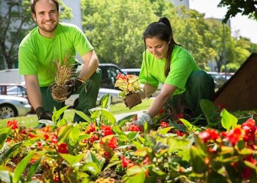 Für sommerlichen Flair pflanzen die Wiener Stadtgärten derzeit 400.000 Sommerblumen in den Farben Gelb, Violett und Weiß in der ganzen Stadt.
