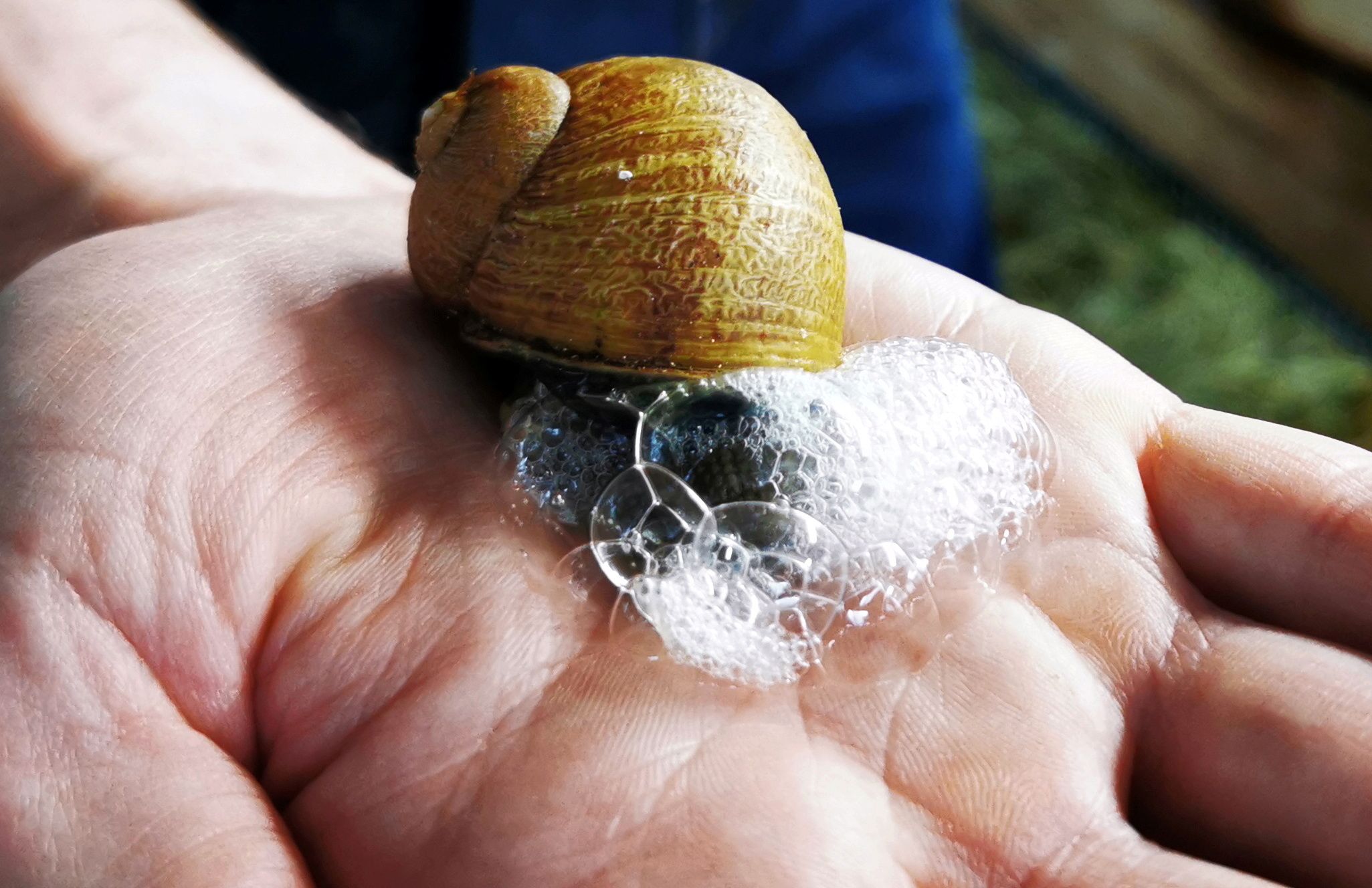 French snail grower and soap maker Damien Desrocher displays a snail as he extracts slime that he used to make soap bars in his snail enclosure in Wahagnies, near Lille, France, May 11, 2021. Picture taken May 11, 2021. REUTERS/Ardee Napolitano