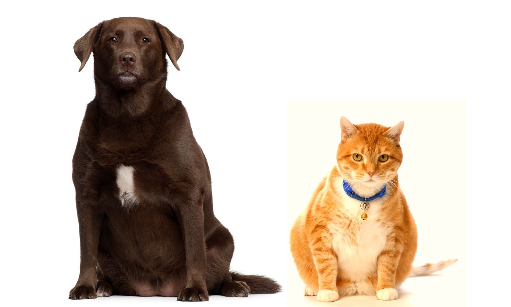 Uff... unsere Haustiere werden immer dicker. 