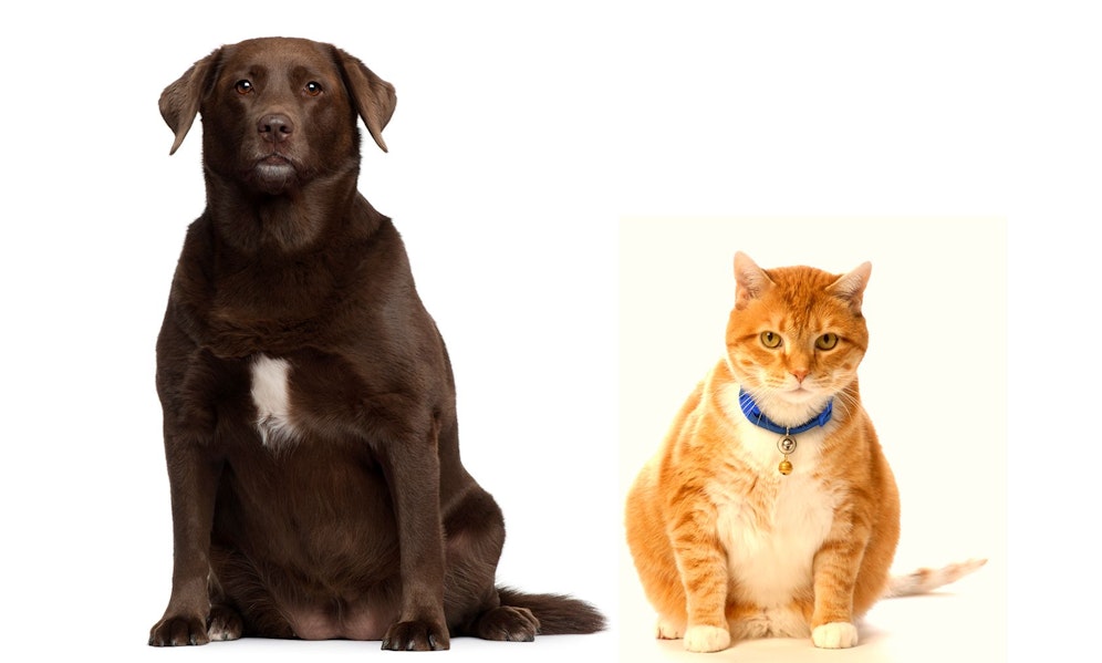 Uff... unsere Haustiere werden immer dicker. 