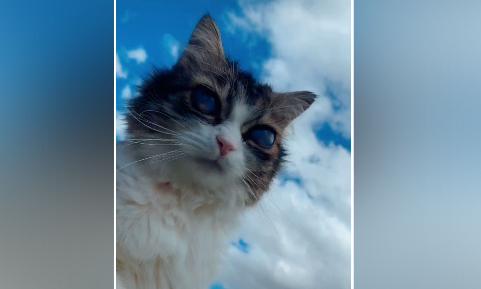 Nach und nach verloren die Augen von "Pico" ihre Farbe und wurden von einem milchigen Schleier überzogen. 