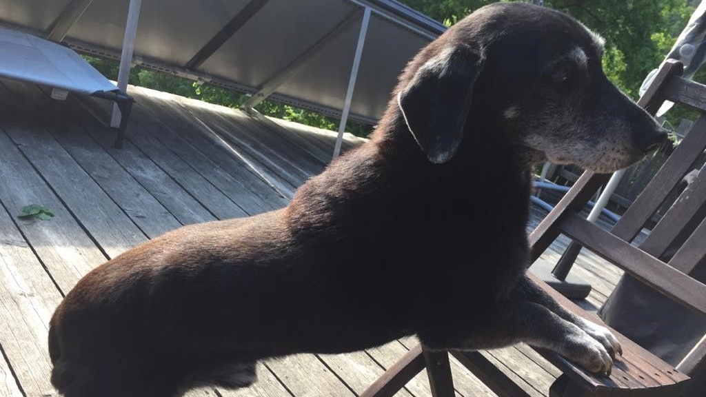 Der Dackel-Mischling nahm fast die Hälfte seines Gewichts ab und lebt nun wesentlich gesünder.