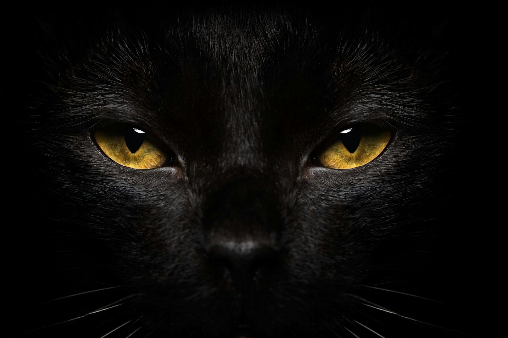 Schwarze Katzen zählen zu den "kontroversen" Haustieren, aber warum? 