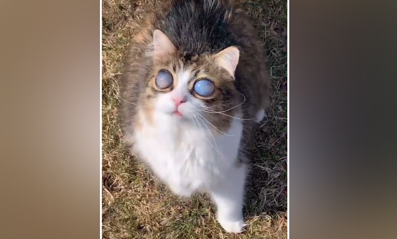 "Pico" erblindete aufgrund eines Glaukoms 