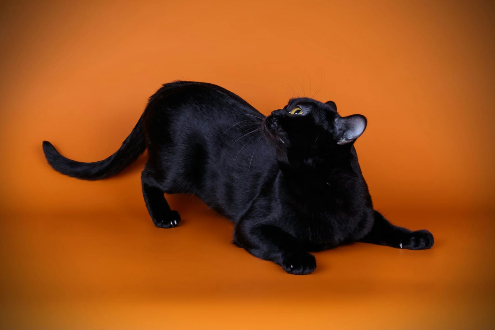 Bombay Katzen zählt zu den einzigen Rassekatzen die schwarz sein müssen