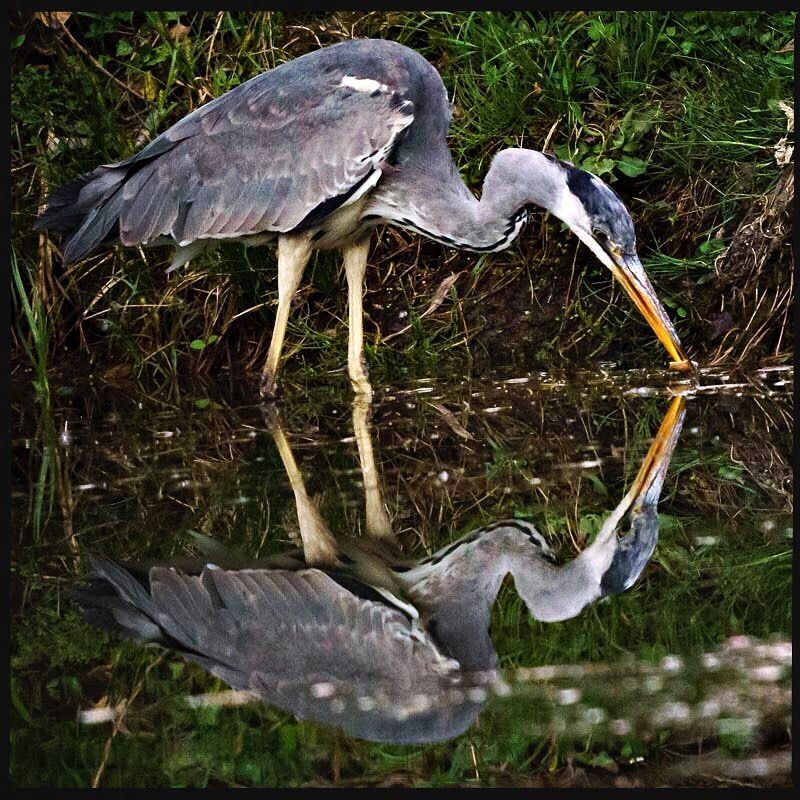 Auch in Wien gibt es viele Graureiher, sie fressen Fische und kleine Lebewesen im Wasser.